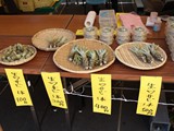 安曇野から採れたて生わさびの格安販売